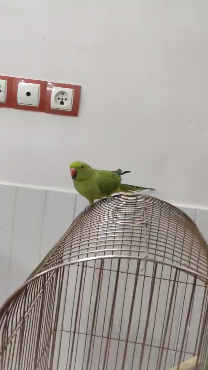 فروش جفت های مولد برزیلی و عروس هلندی|پرنده|شیراز, شیخ علی چوپان|دیوار