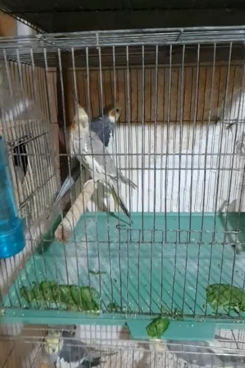 عروس هلندی|پرنده|رشت, نظری|دیوار