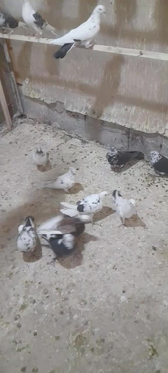 کبوتر پرشی|پرنده|الیگودرز, |دیوار