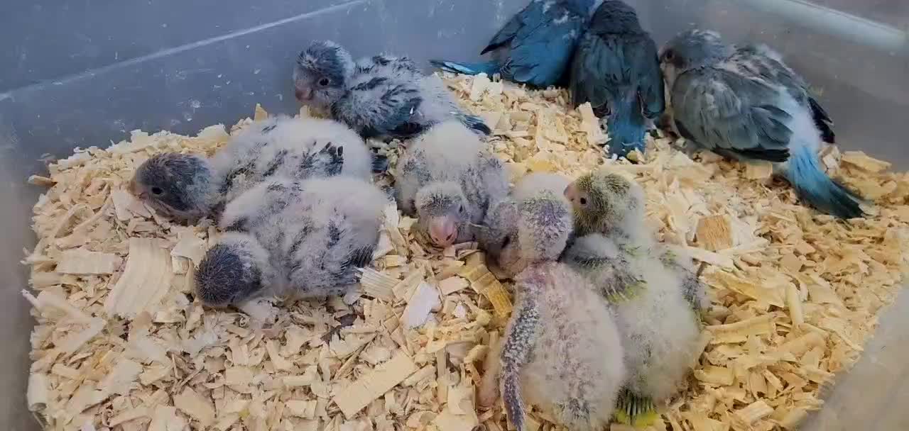 جوجه سرلاکی طوطی راهب|پرنده|بوشهر, |دیوار