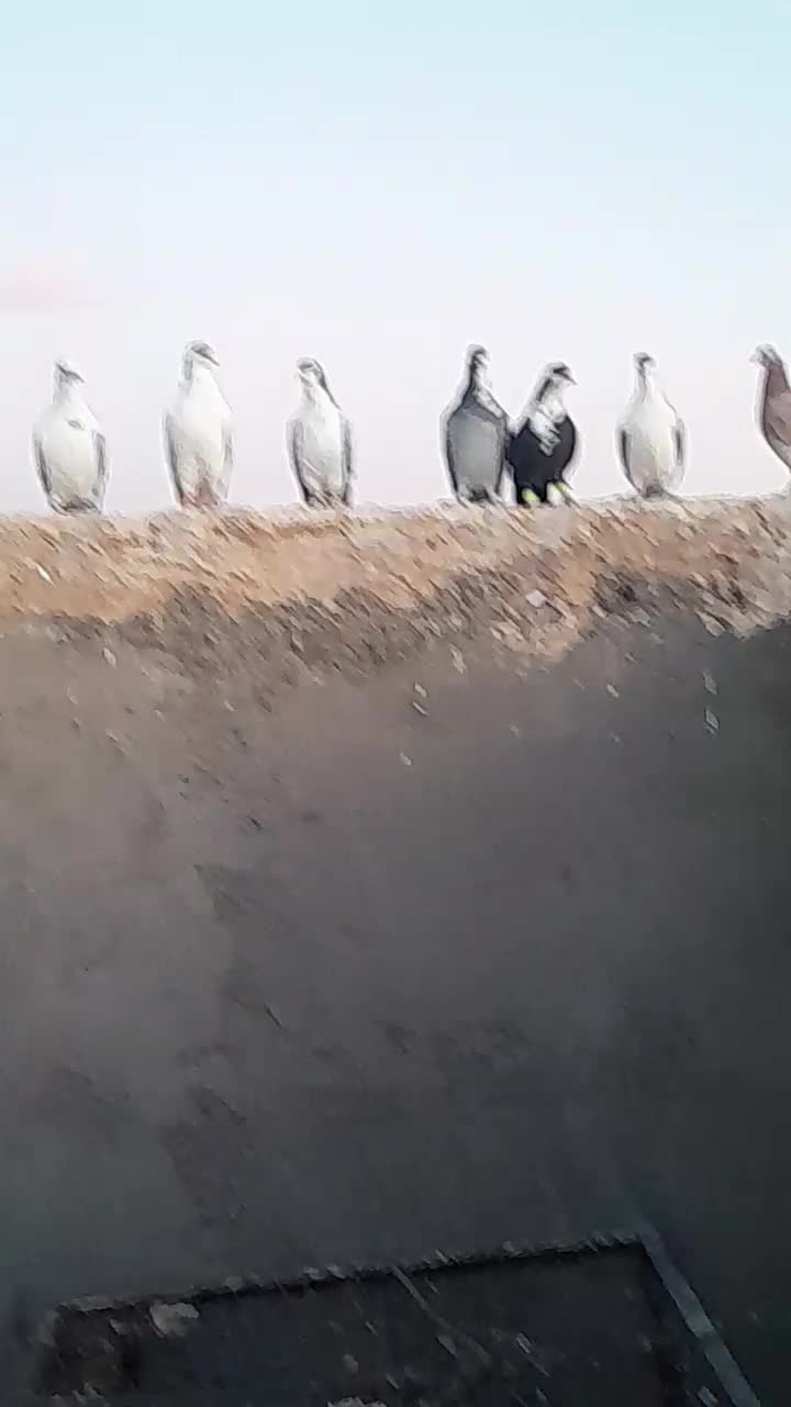 کبوتررنگه|پرنده|تربتحیدریه, نواب صفوی|دیوار