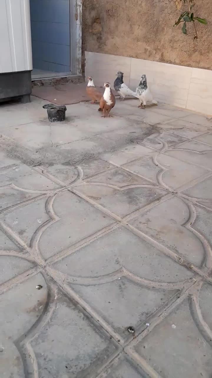 جفت مخمل زرد سبر دار بدون پسگند|پرنده|خرامه, |دیوار