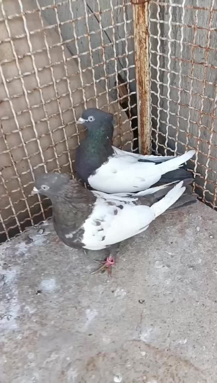 کفتر|پرنده|شیراز, حجت آباد|دیوار