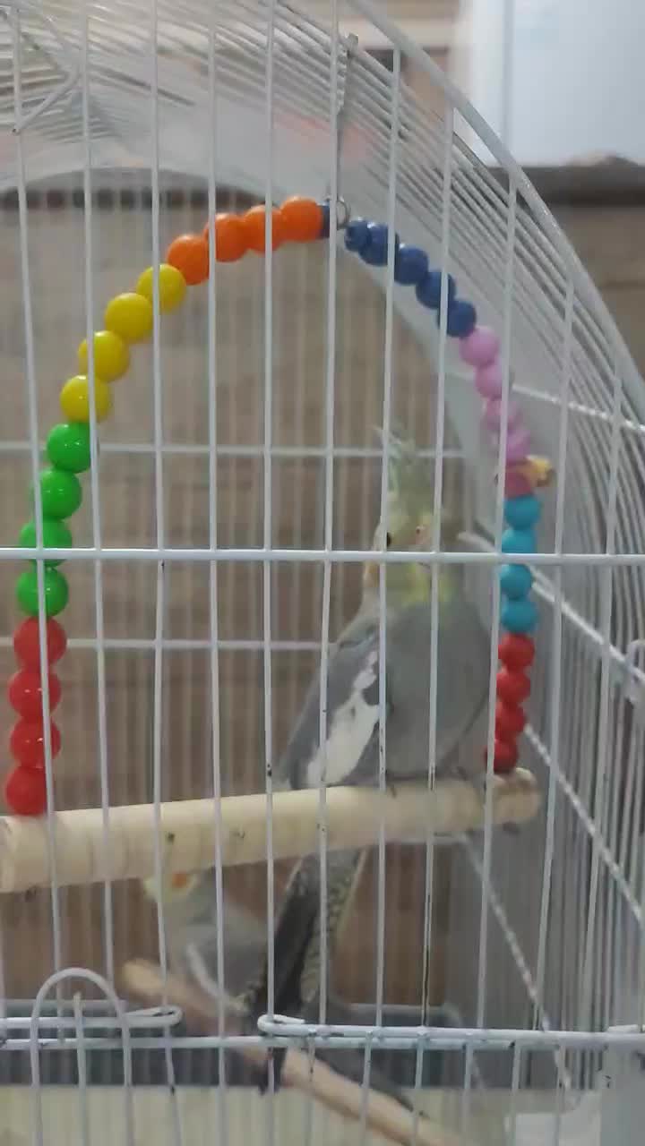 سه عروس هلندی ( ۱خواهر و ۲ برادر)+ قفس شیک و بزرگ|پرنده|قم, بکایی|دیوار