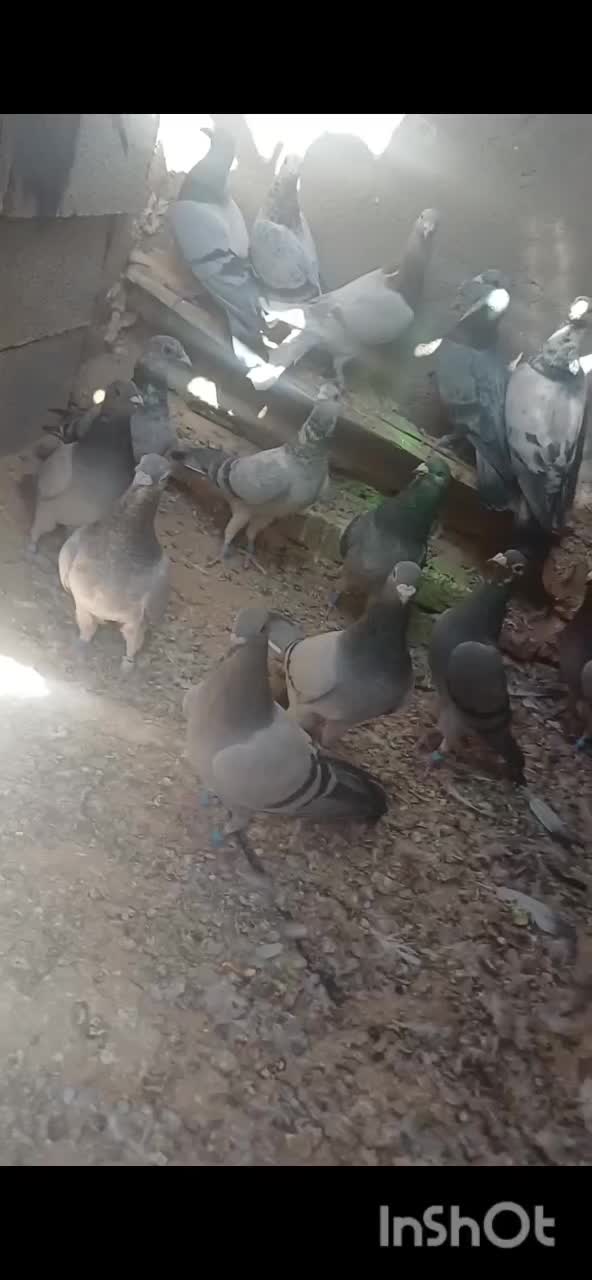 23عدد کفتر|پرنده|سده (خراسان جنوبی), |دیوار