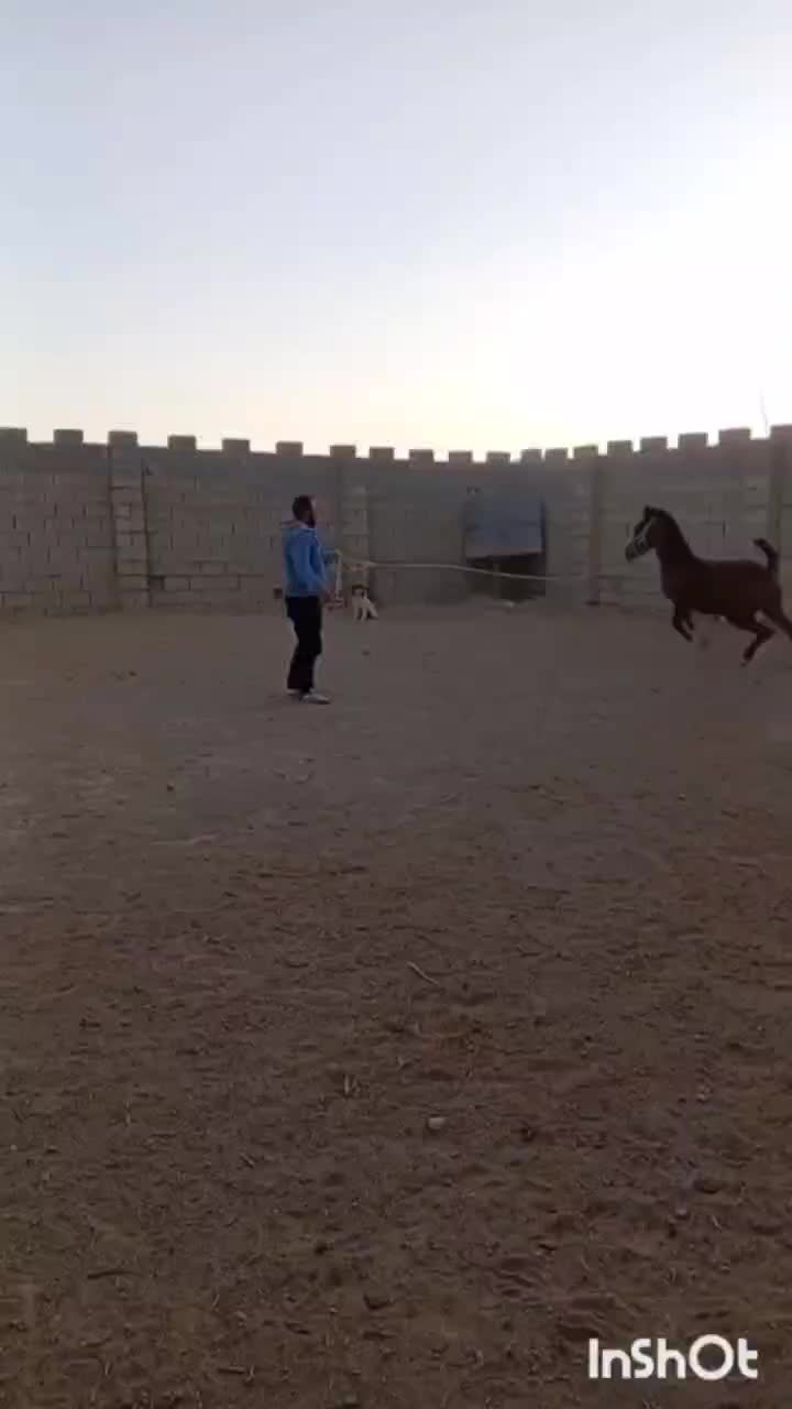 کره مادیون دره شور|اسب و تجهیزات اسب‌سواری|شهرضا, |دیوار