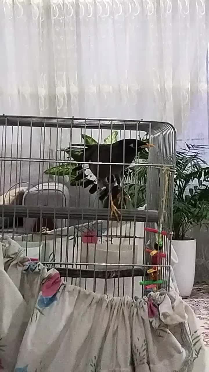 مرغ مینا|پرنده|کرج, کلاک پایین|دیوار