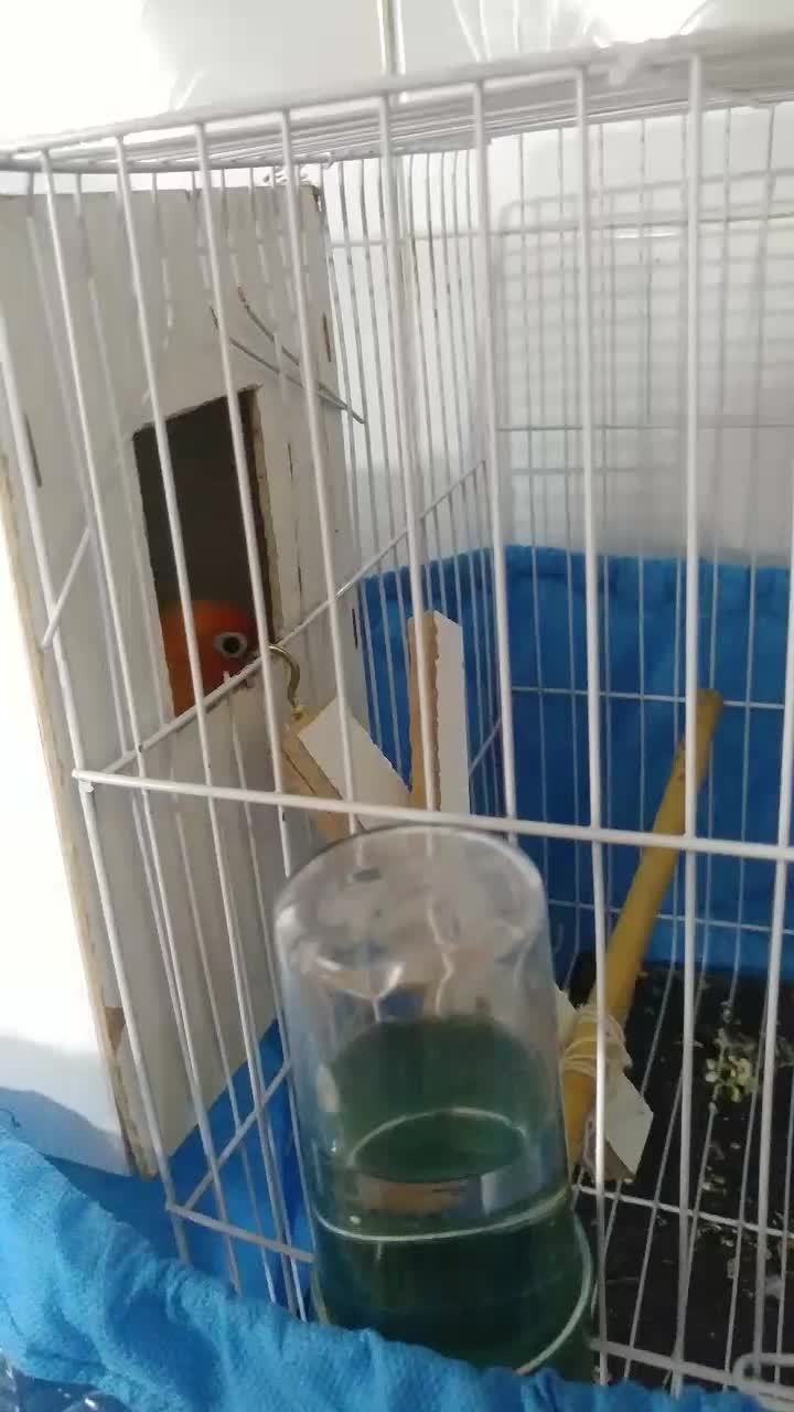 طوطی کوتوله برزیلی فیشر طلایی|پرنده|مشهد, هفده شهریور|دیوار