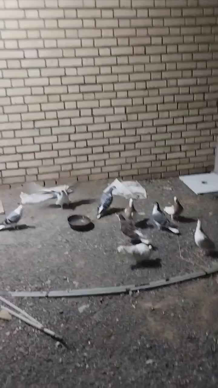 طوقی|پرنده|سبزوار, کهنه آب|دیوار