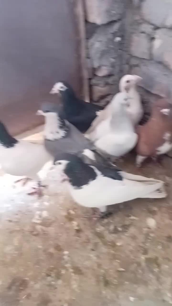 حیون بوم|پرنده|نیشابور, فضل|دیوار