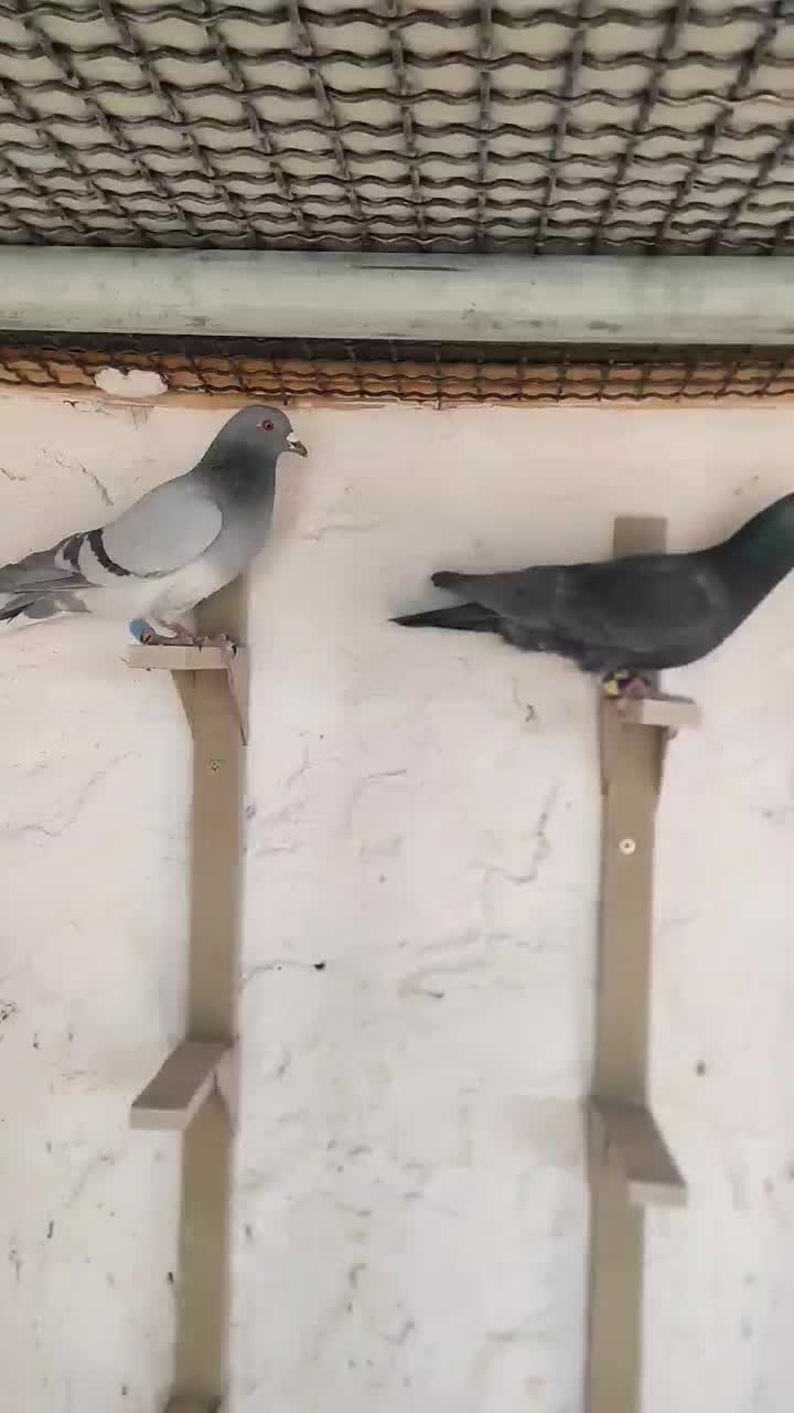 دسته نر11تا|پرنده|سراوان, |دیوار