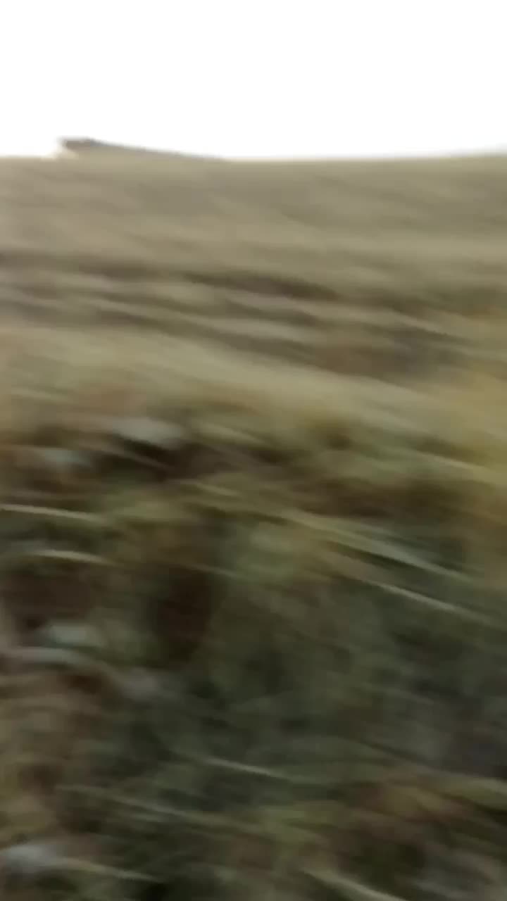 اسب قدبلندجوان|اسب و تجهیزات اسب‌سواری|ارومیه, |دیوار