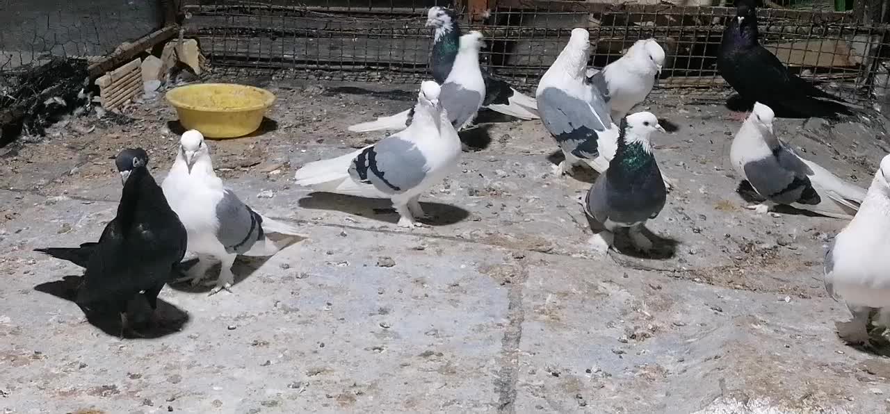 کبوتر سوز شور|پرنده|بوشهر, |دیوار