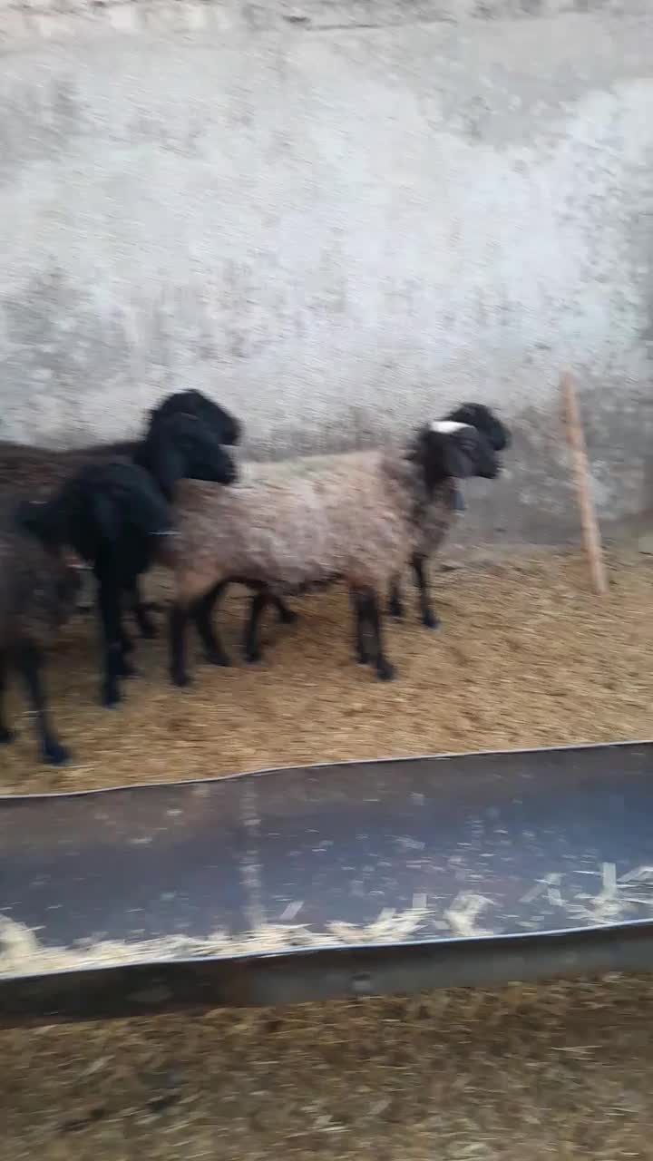 میش آبستن سنگین جوان|حیوانات مزرعه|قنوات, |دیوار