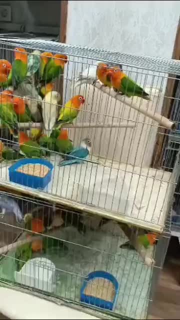 سالن پرورش عروس هلندی و کوتوله|پرنده|اراک, |دیوار