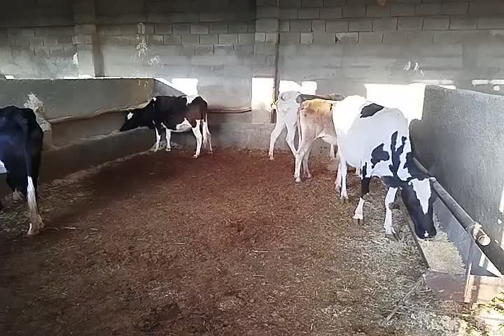 گاو لری|حیوانات مزرعه|کوهدشت, |دیوار