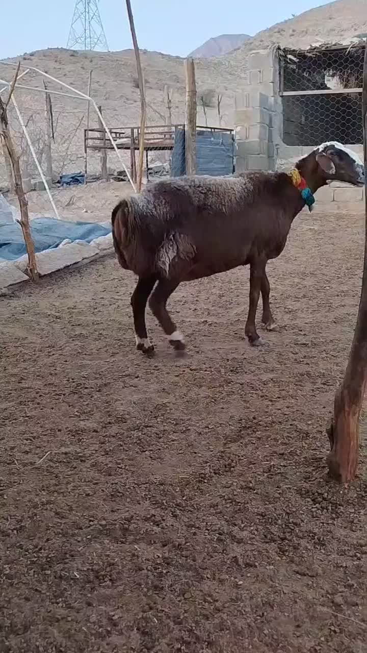 میش چینی قوچ بز بره کهره|حیوانات مزرعه|قیروکارزین, |دیوار