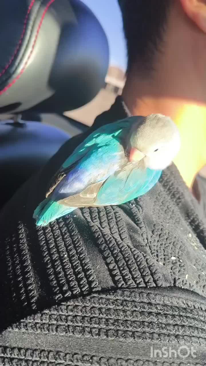 گم شده مژدگانی 5 میلیونی|حیوانات|کنگاور, |دیوار