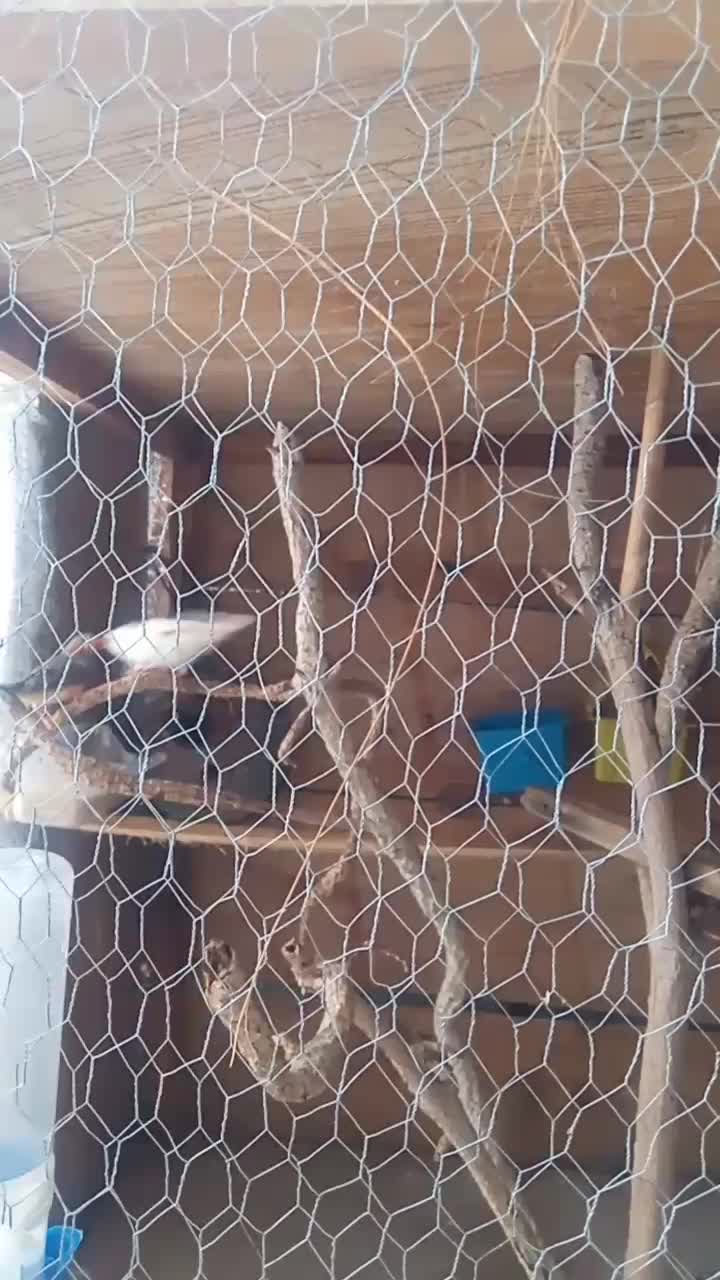 قفس برای جوجه کشی|لوازم جانبی حیوانات|بندرعباس, |دیوار