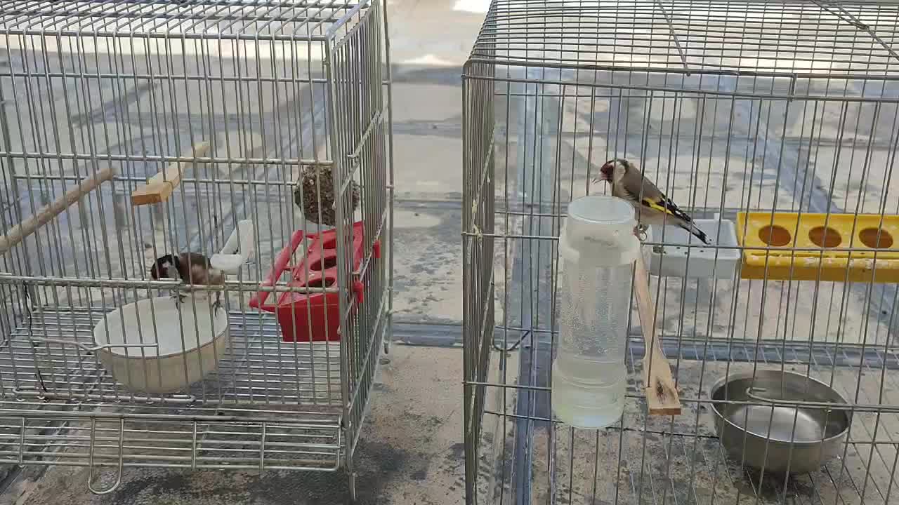 سره|پرنده|شاهین‌شهر, خانه کارگر|دیوار