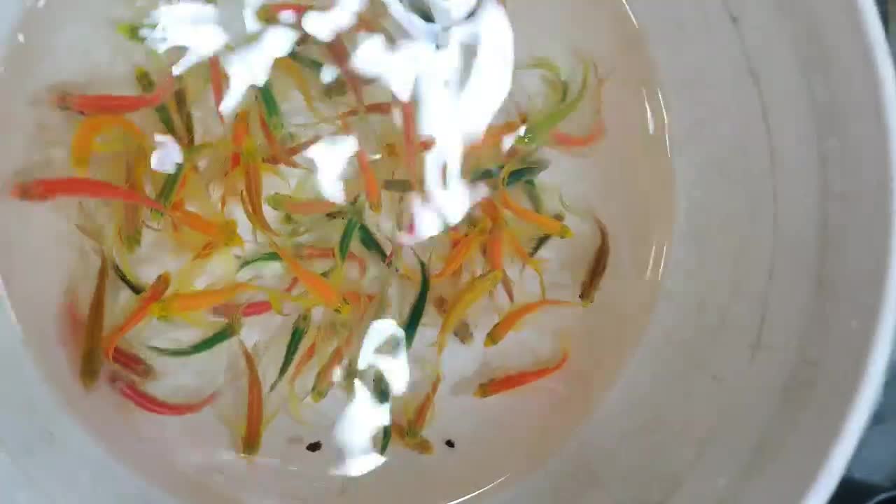 زبرا باله بلند هیبرید مولد مناسب نگهداری در تنگ|ماهی|قم, هنرستان|دیوار