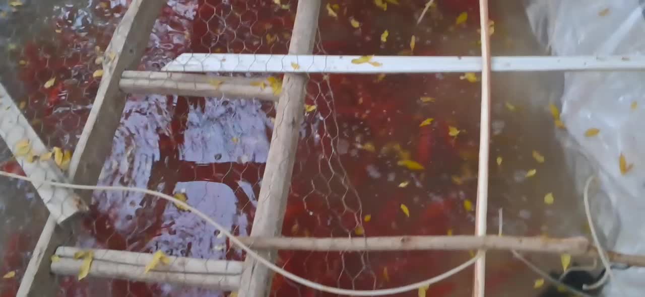 ماهی قرمز|ماهی|اسفراین, |دیوار