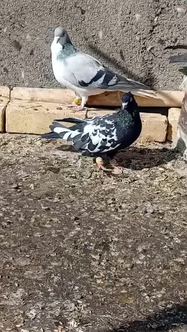 دمسیاه|پرنده|تاکستان, |دیوار