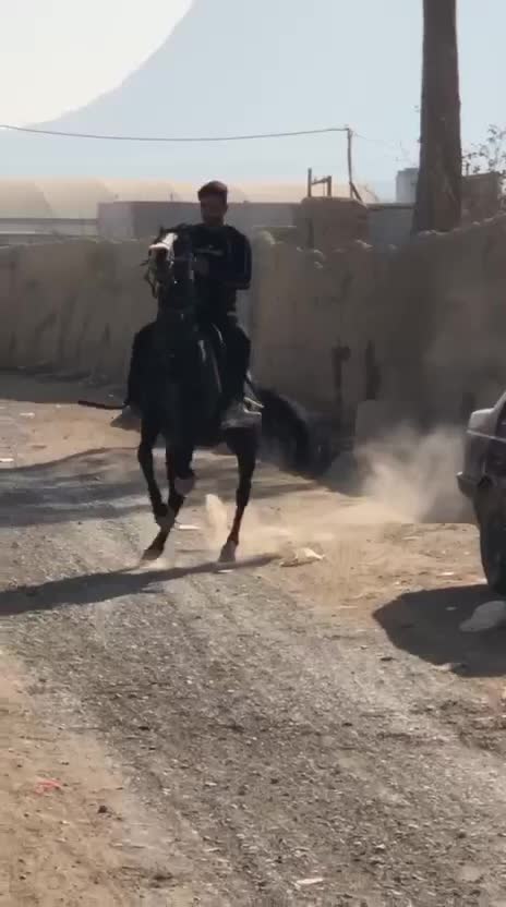 اسب|اسب و تجهیزات اسب‌سواری|تهران, جوادیه|دیوار