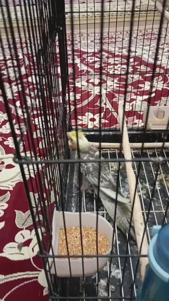 عروس هلندی|پرنده|مشگین شهر, |دیوار