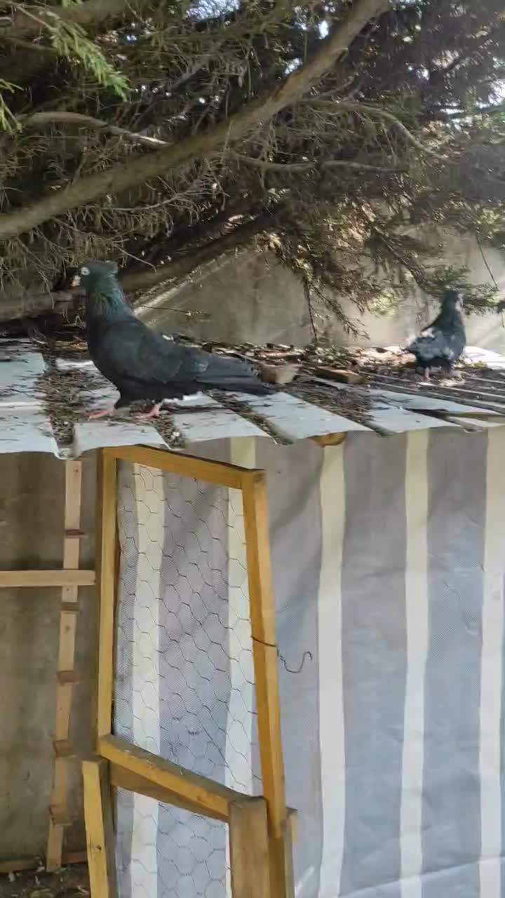 کبوتر زاغ آبادانی|پرنده|رشت, فرزانه|دیوار