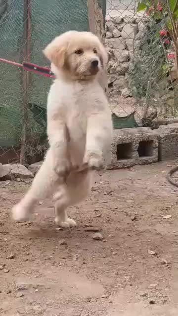 سگ گله|سگ|بندرعباس, |دیوار