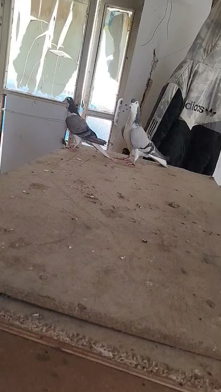 تیدی کله ای ترونی دمگیر اصفهانی|پرنده|برخوار, |دیوار