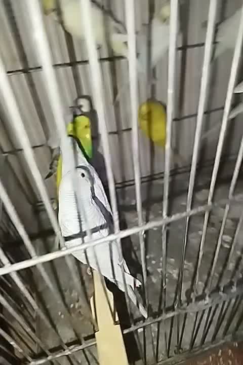 با سلام هفت عدد|پرنده|اهواز, شهرک دانشگاه|دیوار