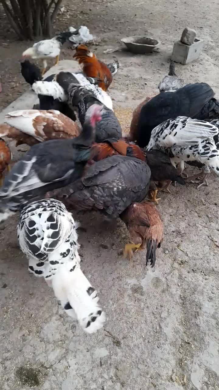 بوقلمون طبیعی|حیوانات مزرعه|مشگین شهر, |دیوار