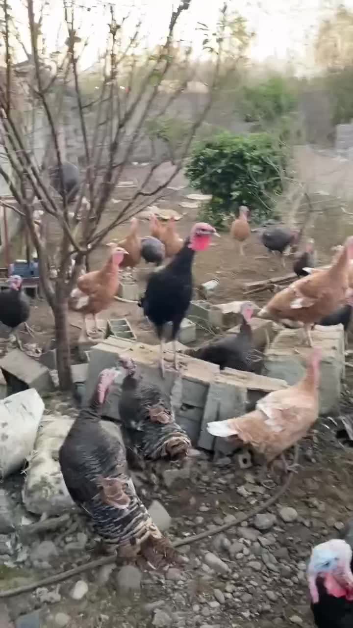 بوقلمون نر و ماده|حیوانات مزرعه|کیاشهر, |دیوار