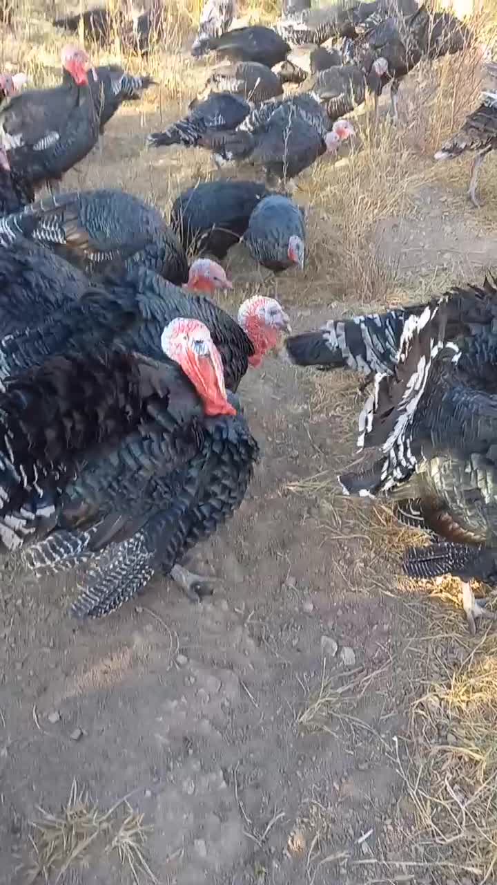 بوقلمون فروشی|حیوانات مزرعه|بانه, |دیوار