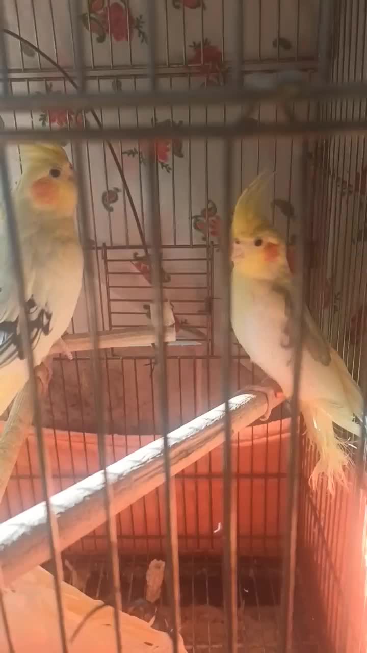 عروس هلندی دوکت نر ماده مولد|پرنده|ماهدشت, |دیوار