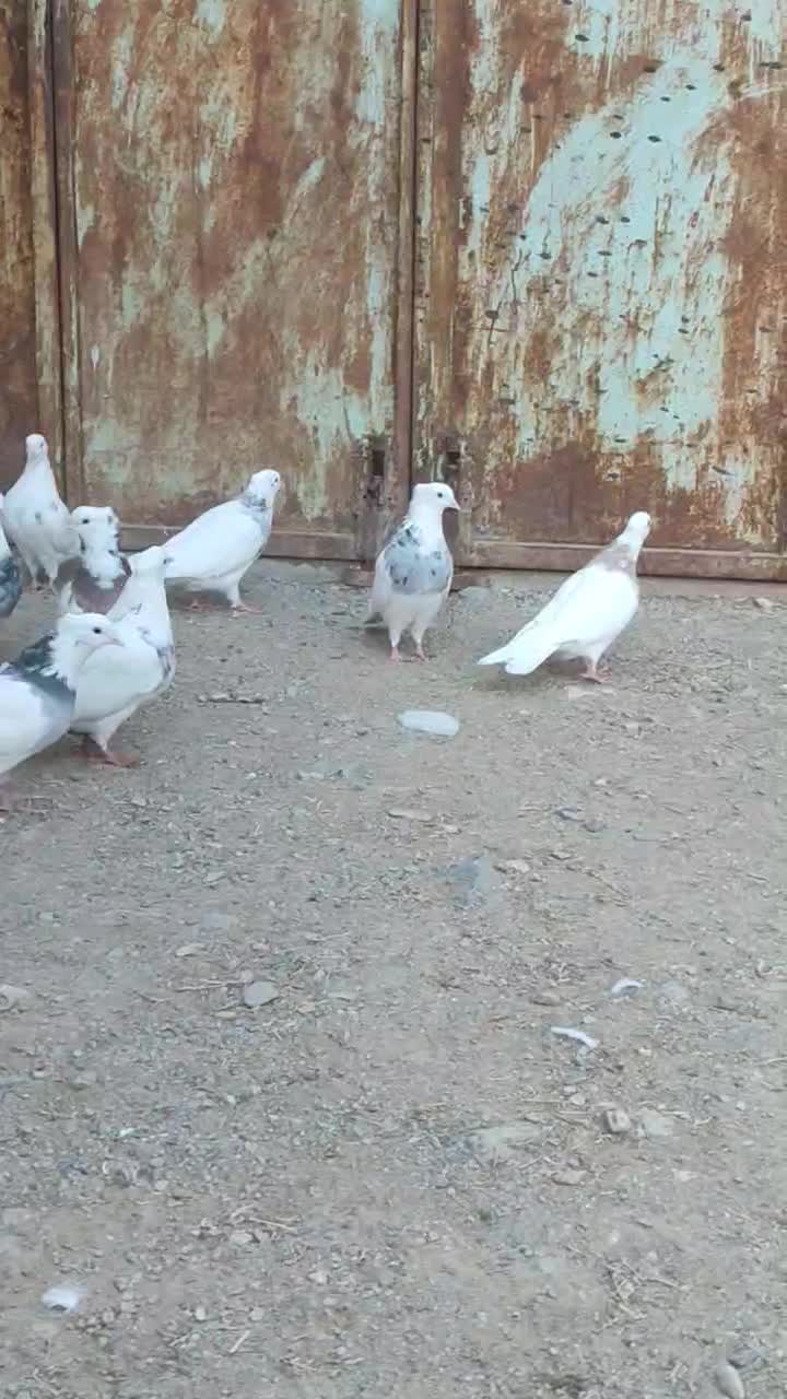 کبوتر توقی نسل دار|پرنده|دیواندره, |دیوار