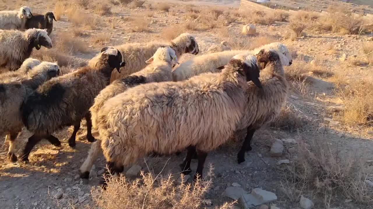 شیشک و میش|حیوانات مزرعه|شیراز, محمدیه|دیوار