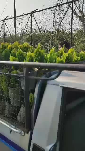 کاج کامیس نوکدار زعفرانی سبز سرطلا سایز4|گل و گیاه طبیعی|رامسر, |دیوار