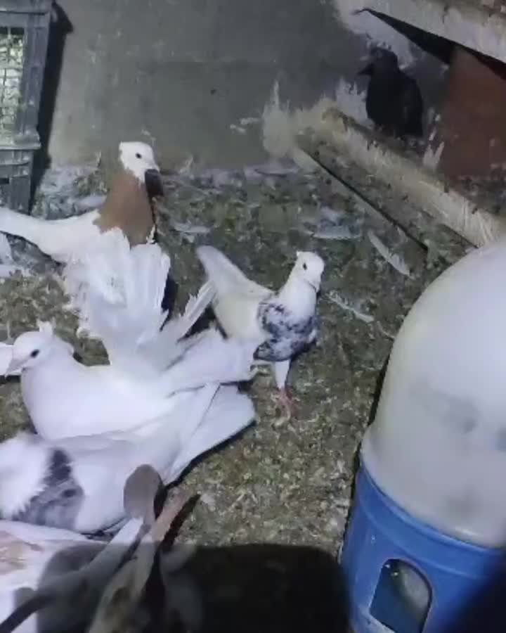 کبوتر طوقی|پرنده|اسیر, |دیوار