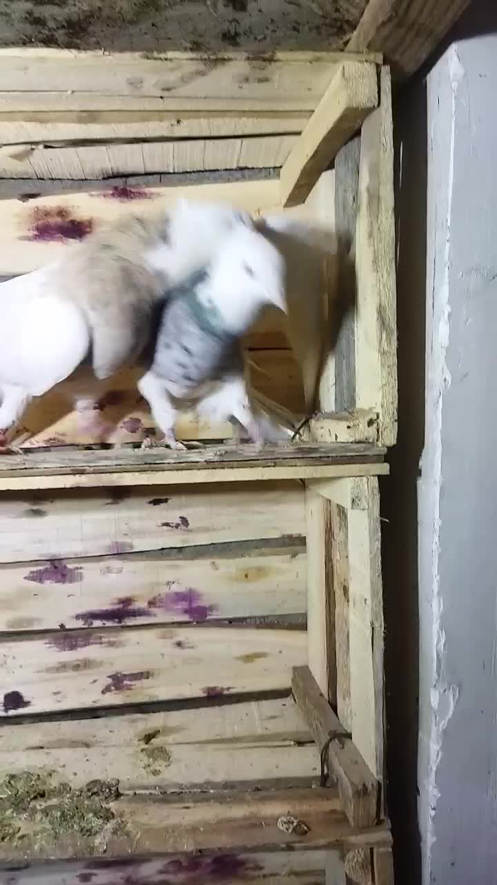 طوقی|پرنده|محمدشهر, محمدشهر|دیوار