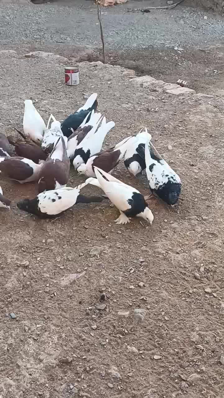 کبوتر|پرنده|سده (خراسان جنوبی), |دیوار