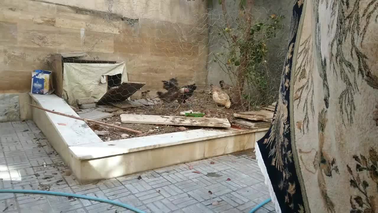 مرغ و خروس و جوجه|حیوانات مزرعه|اردبیل, |دیوار