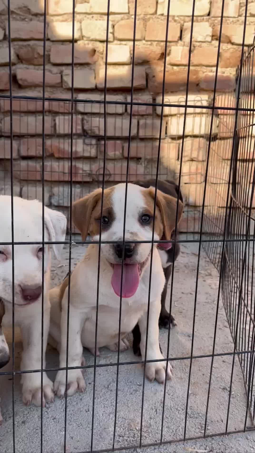 سگ بولی پیتبول پیت بول بولی XL و کلاسیک|سگ|مرودشت, بیست متری بیمارستان|دیوار