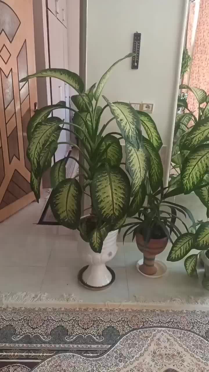 گل آپارتمانی|گل و گیاه طبیعی|شاهینشهر, فیض|دیوار