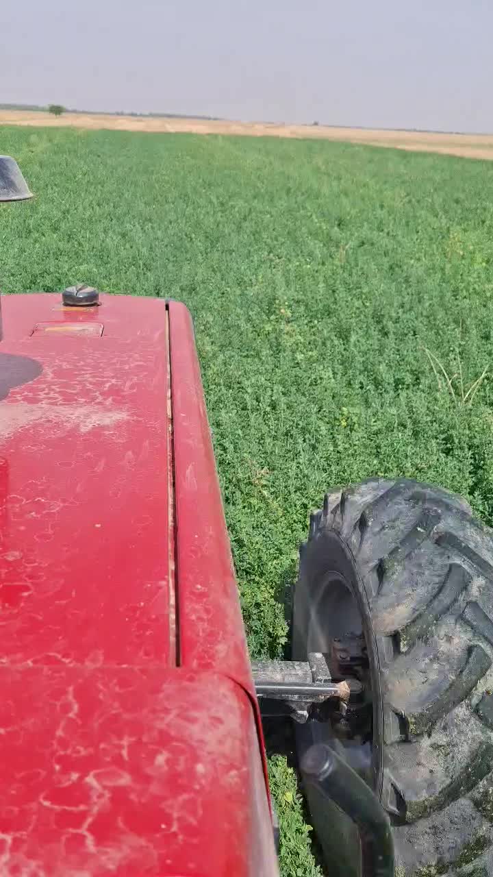 یونجه سبز|لوازم جانبی حیوانات|چمران, |دیوار