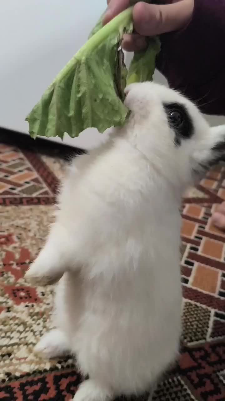 خرگوش|موش و خرگوش|خرم‌آباد, |دیوار