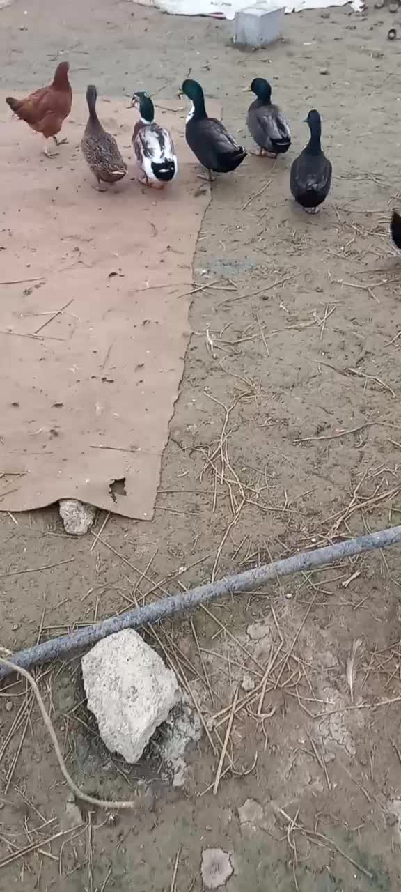 تخم اردک|حیوانات مزرعه|شفت, |دیوار