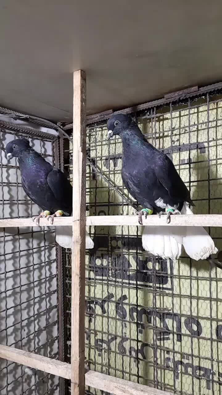 کبوتر رنگی|پرنده|قزوین, |دیوار